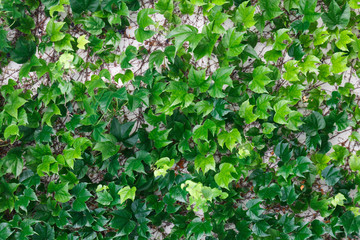 Green creeping ivy texture
