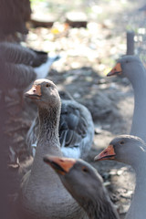 Flock of geese in the garden