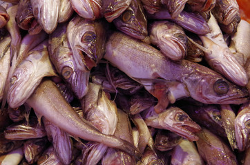 Scary face fish at the fish market