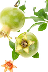 Green pomegranates closeup,  on white background.