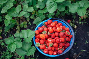 basket of ripe strawberries is in the middle of the field in the