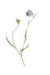 Pressed and dried flower  cornflower on stem with green leaves