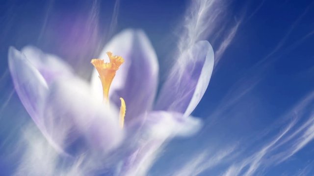 Crocus flower and high clouds composite.