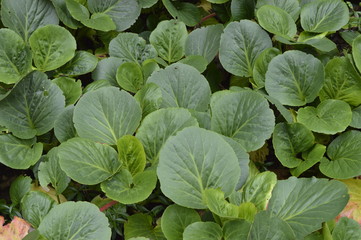  Bergenia - perennial with large, massive green leaves