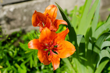 Orange lily flower in the garden