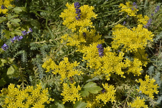Sedum reflexum on flowerbed or rockery with lavender