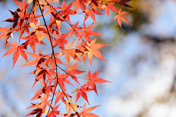 秋、紅葉