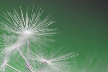 Fluffy white dandelion on a green background