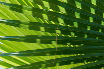 Abstract image of green palm leaf.