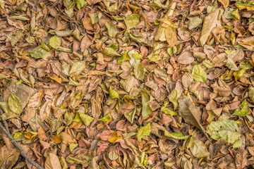 Fall foliage on the ground. Natural dry leaves in autumn.