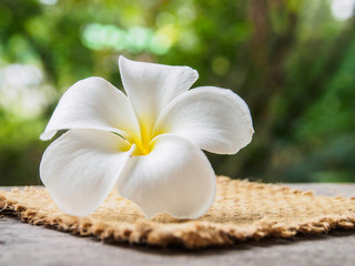 Plumeria flower on sack of natural background