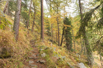walking into the forest long a path in a cloudy day. No people around