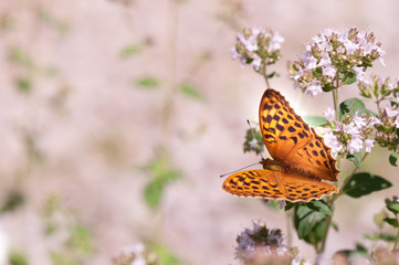 farfalla su fiore di maggiorana