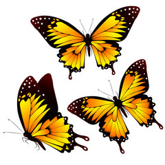 butterflies design
