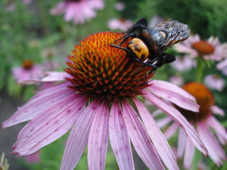 Mammoth wasp female (Megascolia maculata flavifrons) on a Eastern purple coneflower flower