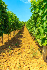 Fototapeta na wymiar vineyards in Serbia