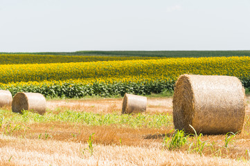Harvested field with straw bales