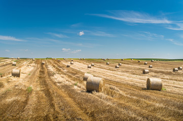 Harvested field with straw bales