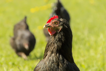 Черная курица