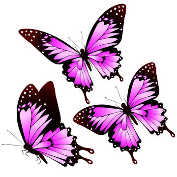 butterflies design