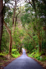 Green forest in Australia
