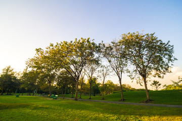 Sunset yellow beam shade on green lawn with trees