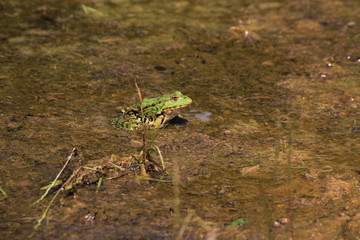 grenouille