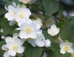 Flowers of apple tree