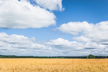 Obraz premium A field of wheat under blue skies and big white clouds in Wisconsin.