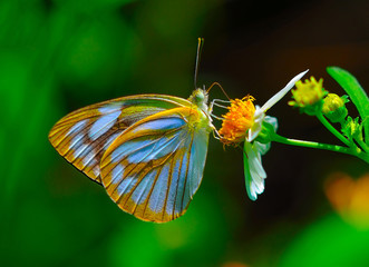 butterfly fly on flower