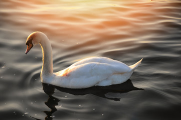 Swan on the lake