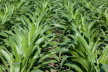 Obraz premium Young corn plants in a field.