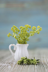 Bouquet of Lady's Mantle flowers in miniature, diminutive jug