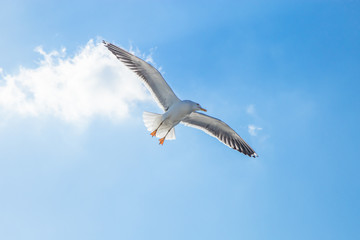Seagull flying on blue sky
