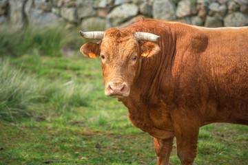 cows and bulls on pasture, lush green grass