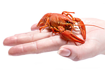 delicious boiled cancer in hand