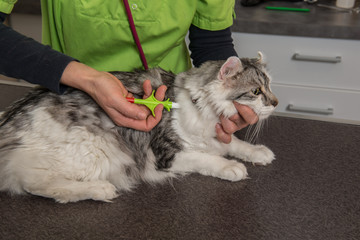 identification par puce électronique est obligatoire pour les animaux domestiques, la puce s'implante a gauche sous sédation.