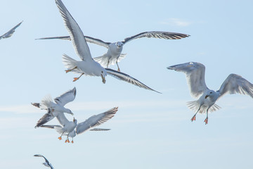 Gulls in flight fight for food. On the background of the sky.