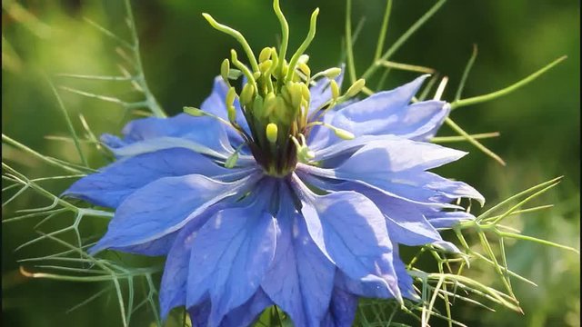 Flower of Nigella.
Flower Nigella is an unusual shape and it attracts attention.