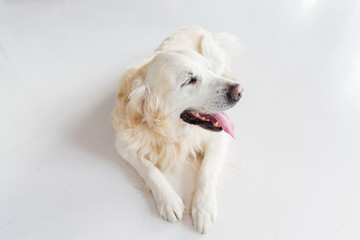 close up of golden retriever dog lying on floor