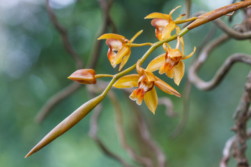 Coelogyne fuscescens  Rare species wild orchids in forest