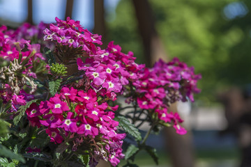 Obraz premium Spring Flowers