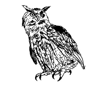 Owl Eule Illustration