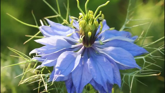 Flowering Nigella. 
These flowers are always beautiful and they are used in landscape design.
