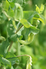 Зелёный горошек в огороде