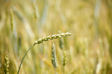 Fototapeta premium Ears of young wheat and wheat field in a sunny summer day