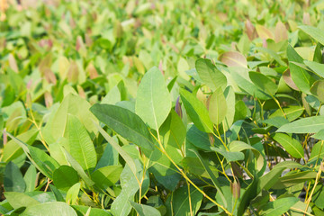 Abstract Backgrounds leaves of Eucalyptus.