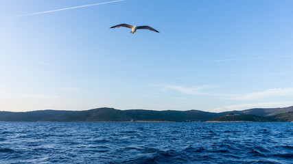 Fototapeta na wymiar sea gull flying about the Adriatic sea