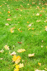 Autumn. Yellow leaves on the green grass. Season. Cool.