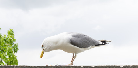 sea gull bird postcard